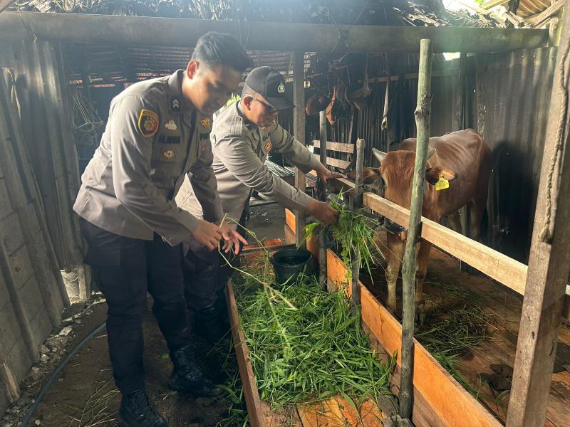 Dukung Swasembada Pangan, Personil KSKP Polres Inhil Berikan Penyuluhan Kiat Sukses ke Peternak Sapi